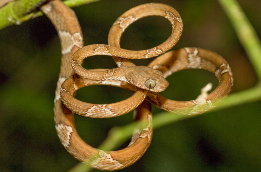 cat-eyed snake
