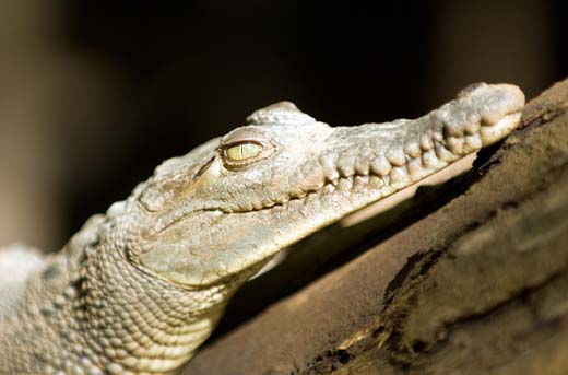 baby croc