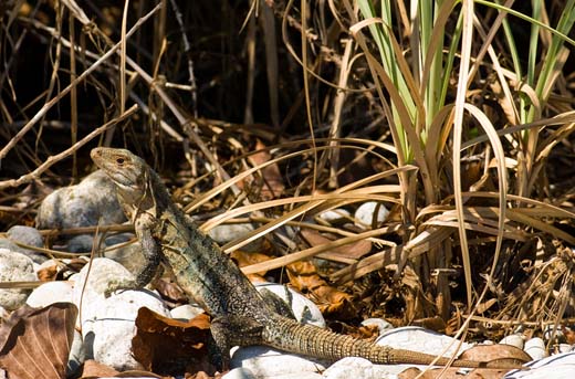 beach iguana