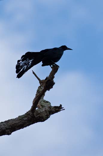 black bird