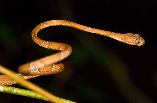 cat-eyed snake