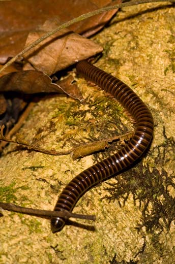 giant centipede