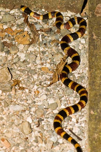 coral snake