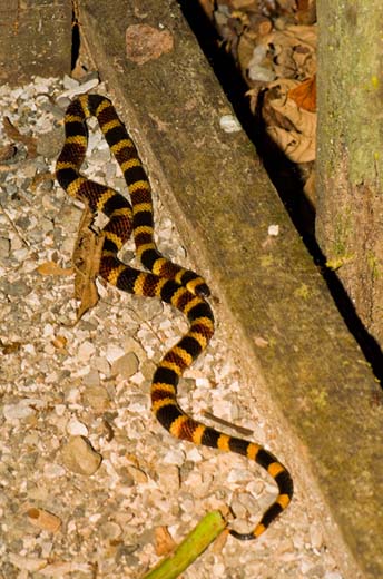 coral snake