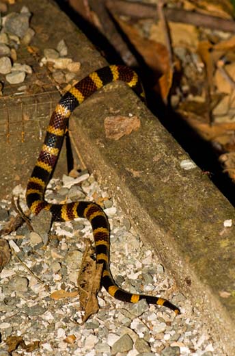 coral snake