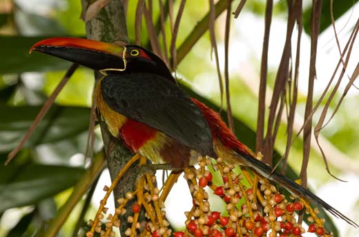 fiery-billed aracari