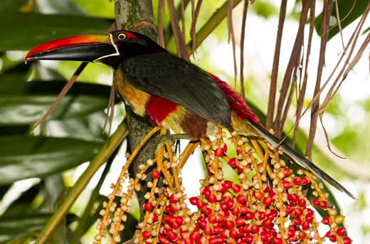 fiery-bille aracari