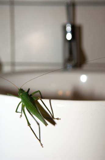 giant grasshopper in sink