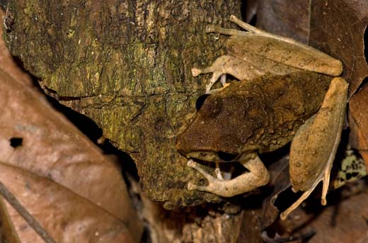jungle frog