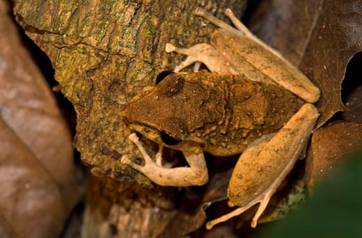 jungle frog
