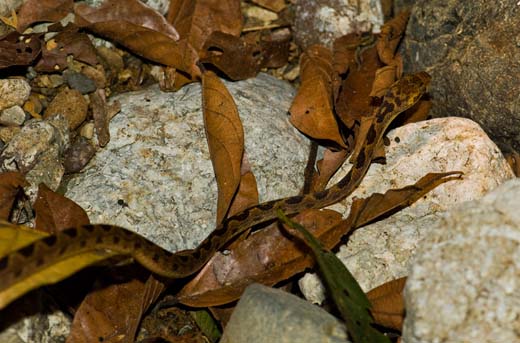 nocturnal snake
