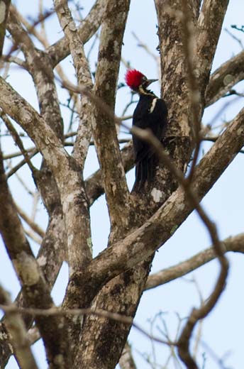 lineated woodpecker