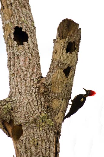 lineated woodpecker