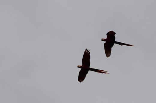 macaws in flight