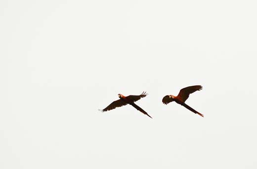 macaws in flight