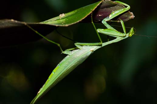 praying mantis