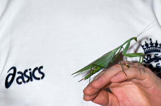 mantis on chris' hand