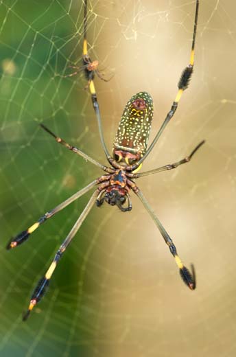 orb spider