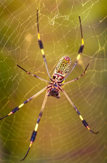 orb spider