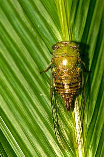 cicada