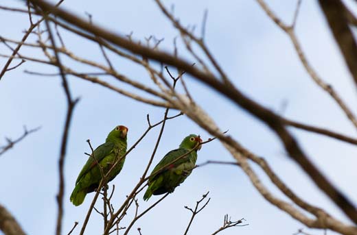 parrots