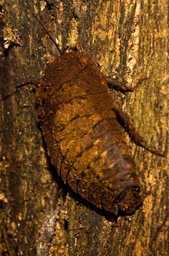 giant cockroach