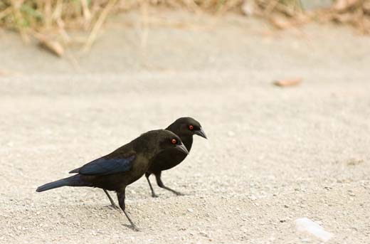 red-eyed blackbirds