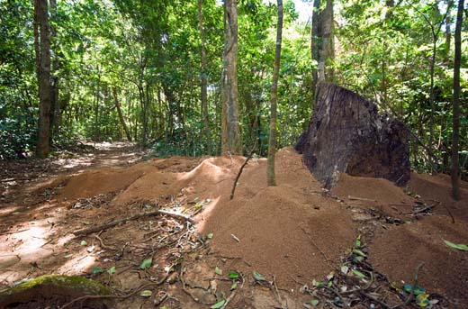 giant ant hill