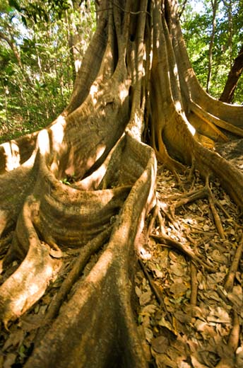 buttress tree