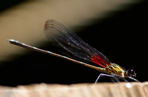 dragonfly