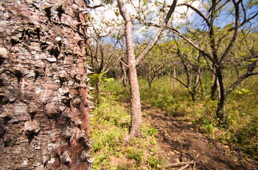 thorn tree