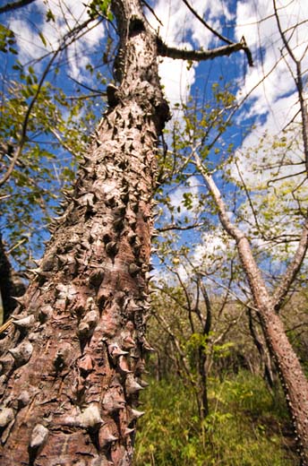 thorn tree