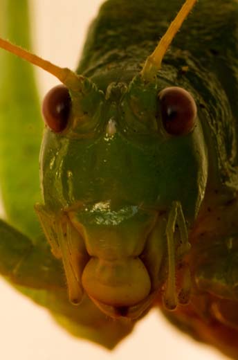 giant grasshopper