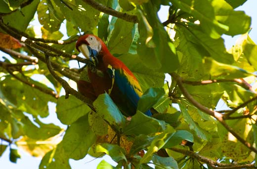 scarlet macaw