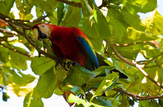 scarlet macaw