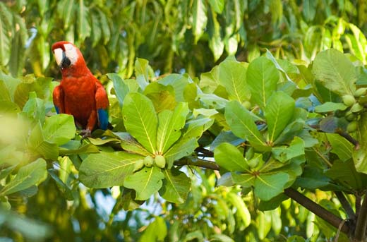 scarlet macaw