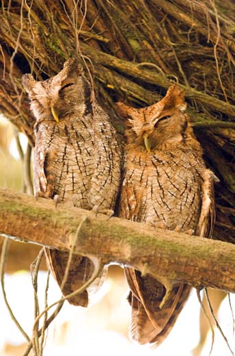screech owls