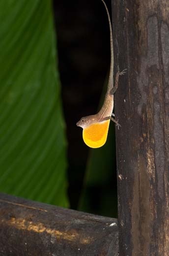 small lizard