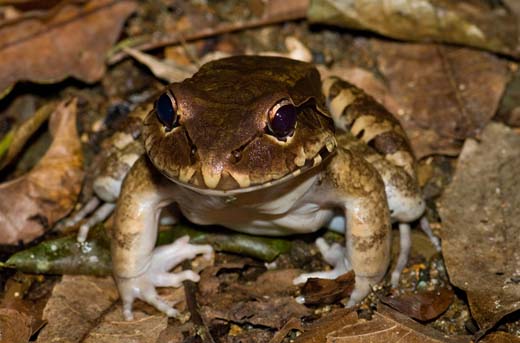 smokey frog