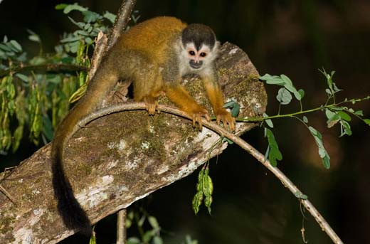 squirrel monkey