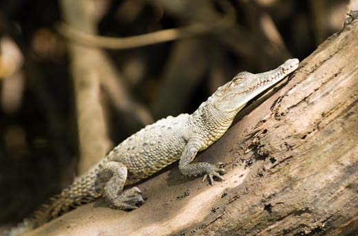 baby crocodile