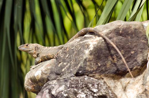 ctenasaur