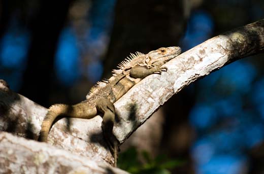 iguana at tamarindo