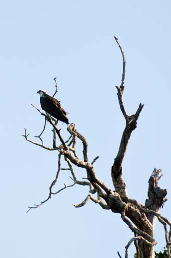 tamarindo osprey