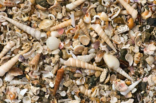 shells on tamarindo beach