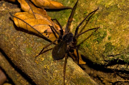 tarantula
