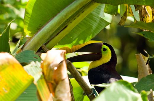 toucan