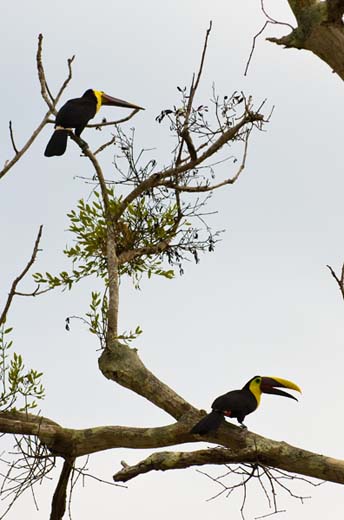 toucans