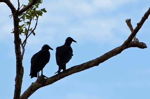 vultures