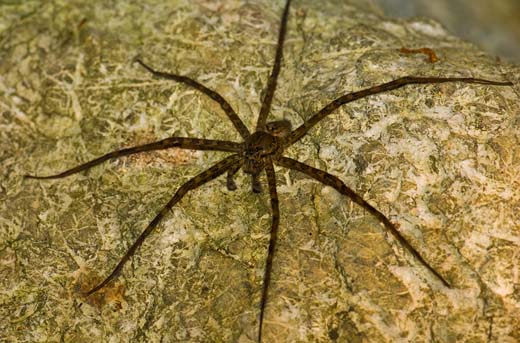 water spider